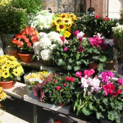 fiori
