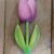 Tulipano rosa/viola con scritta